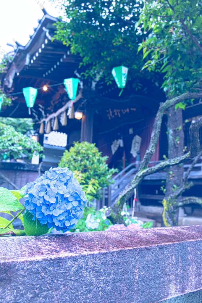 文京区にある白山神社の社殿と水色の紫陽花
