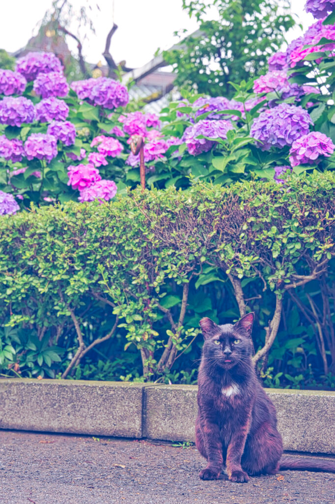 文京区にある白山神社の紫陽花と舌を出している黒猫