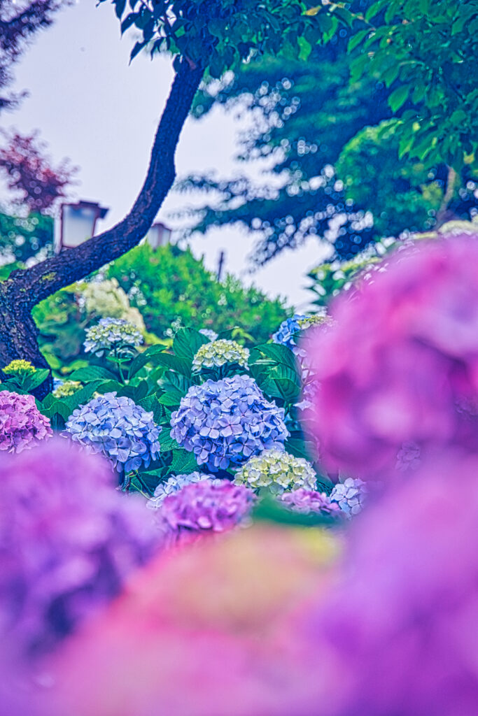 文京区にある白山神社の裏にある富士塚の紫陽花
