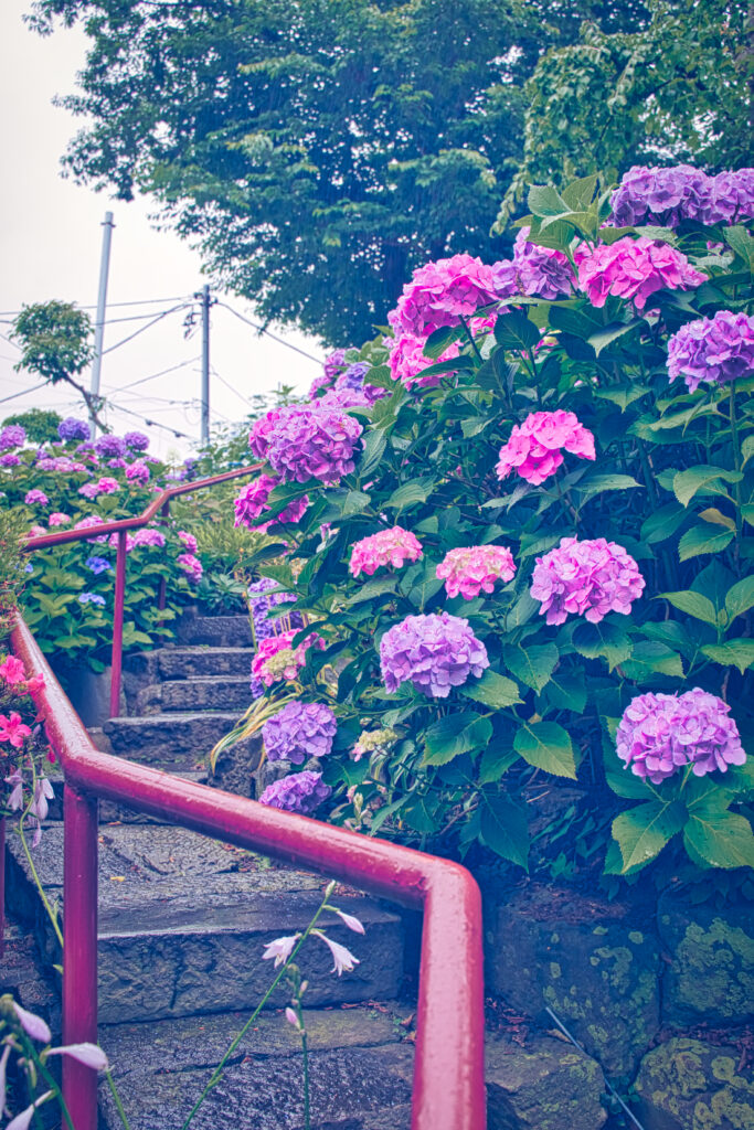 文京区にある白山神社の裏にある富士塚の紫陽花と通路