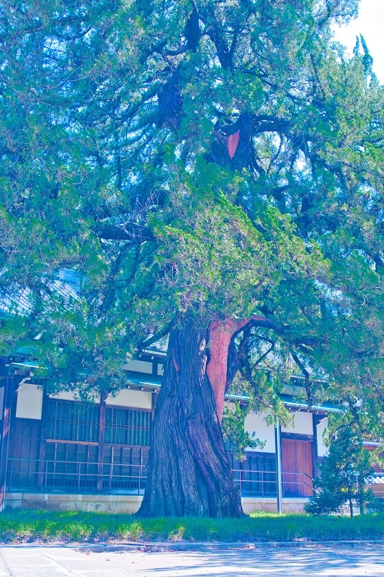 円覚寺の方丈前にある大きな柏槇の木